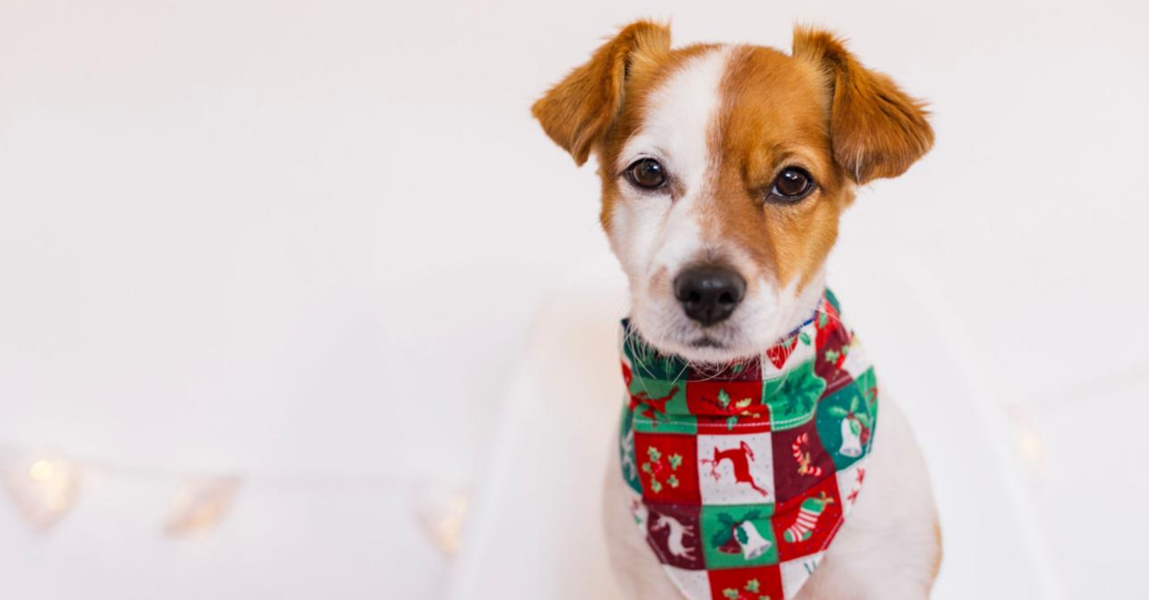 2. Holiday Pet Costumes and Accessories.png Pet Products for Holiday Shopping, holiday pet products, pet products to sell, pet supplies for holidays, pet ecommerce products, pet products for Shopify, pet holiday gifts, winter pet products, pet product sourcing, pet product fulfillment, pet accessories, pet toys, pet apparel, pet travel accessories, pet warehouse fulfillment, ecommerce fulfillment,Discover 8 pet products to prepare for holiday shopping, from cozy beds and festive accessories to toys and personalized gifts, plus inventory, sourcing, and fulfillment tips for ecommerce brands.