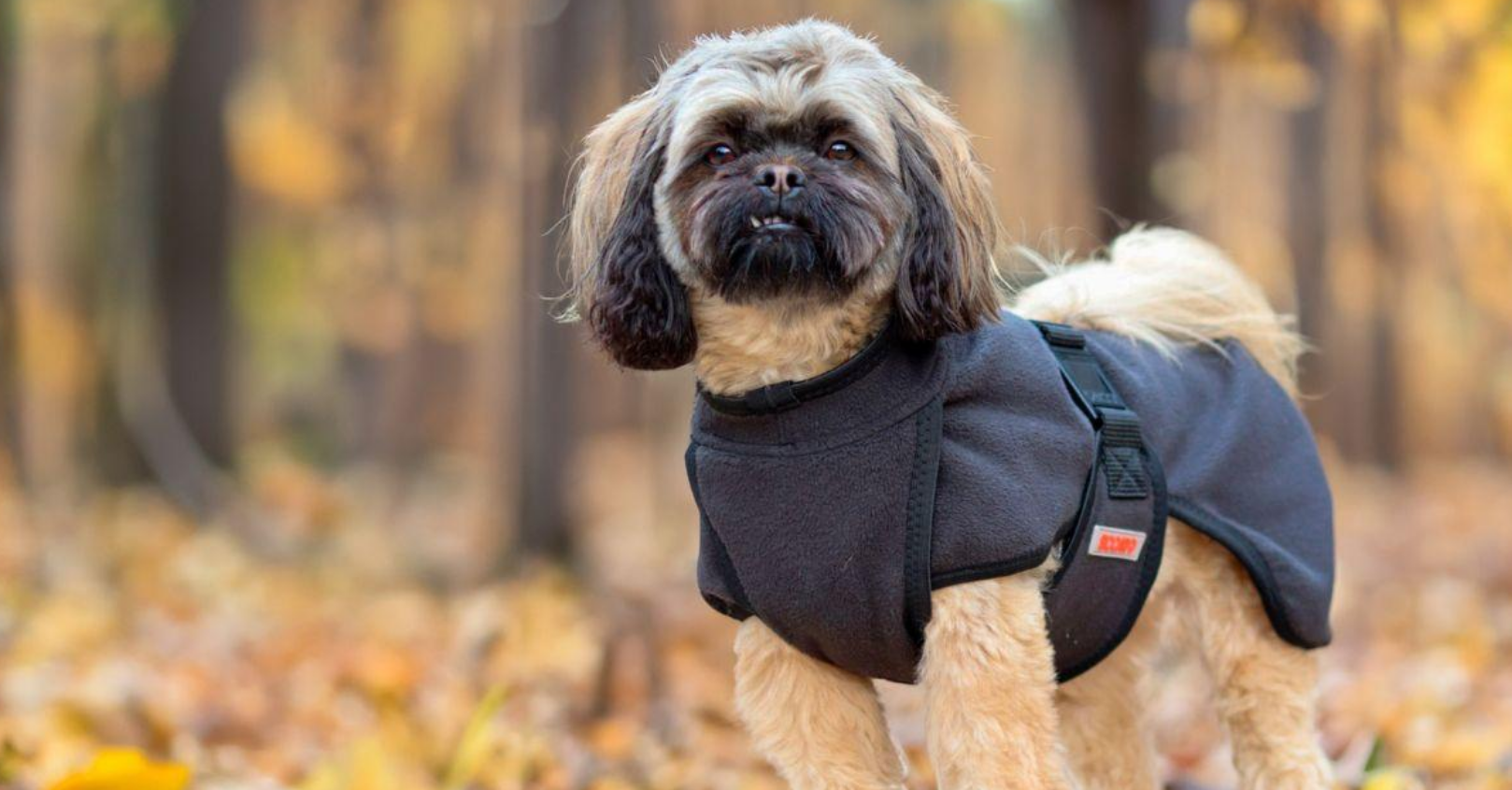 6. Pet Apparel for Cold Weather.png where to learn dropshipping where to get suppliers for dropshippin how do i find suppliers for dropshipping what is the best website for dropshipping hottest dropshipping products top 100 dropshipping products dropshipping quality products what dropshipping products sell the most what dropshipping item sells the most dropshipping q3 q3 dropshipping dropshipping q4 q4 dropshipping products